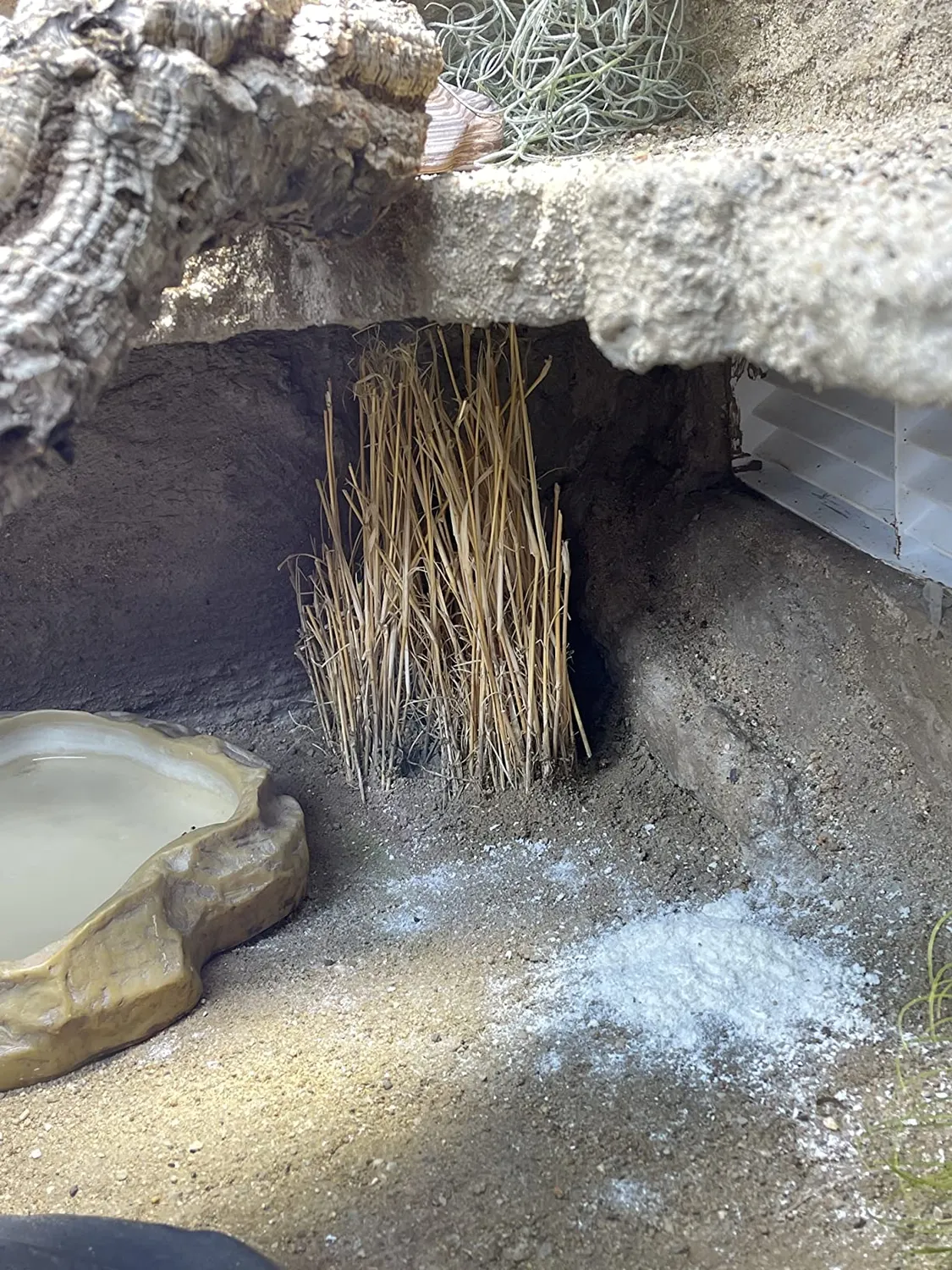 Lucky Reptile Grasbüschel Terrarienpflanze