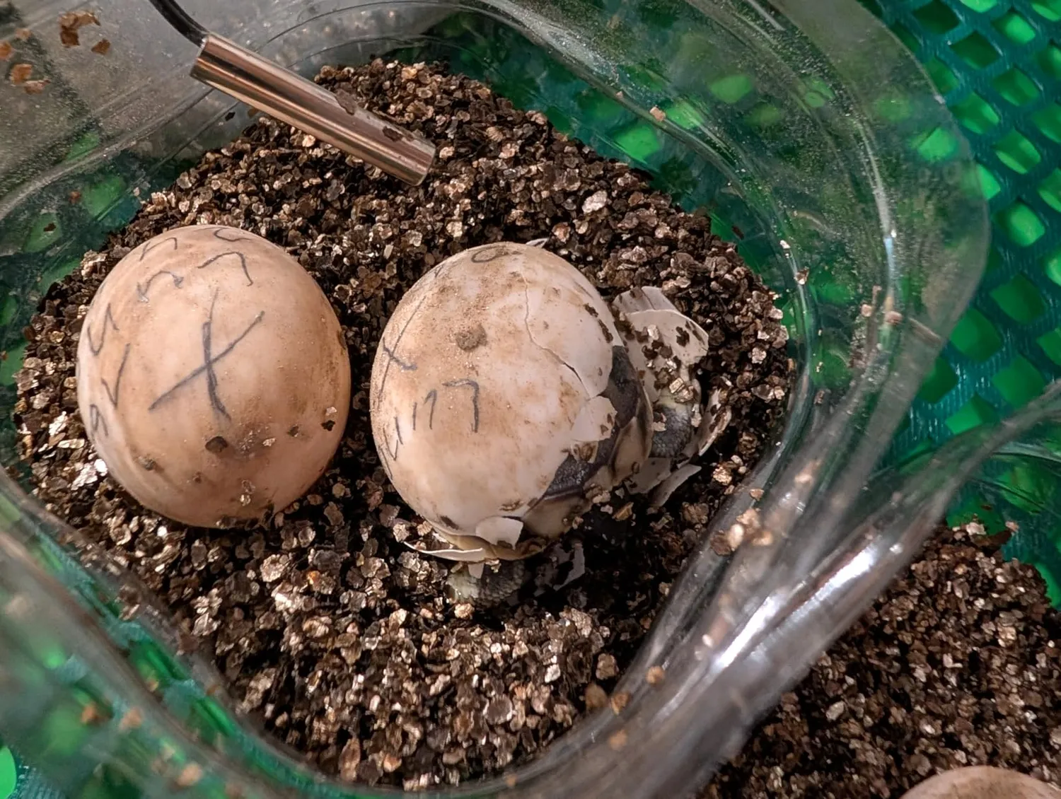 Lucky Reptile Vermiculite Brutsubstrat